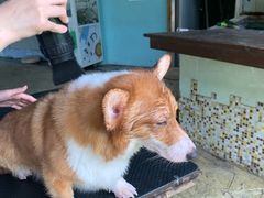 -汪说喵讲宠物乐园宠物酒店(红星美凯龙店)