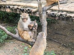 -西双版纳原始森林公园