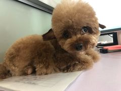 -PETKIT小佩宠物(昭化店)