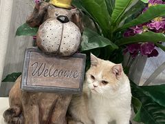 -宠爱国际动物医院· 猫科· 外科·中兽医(长白店)