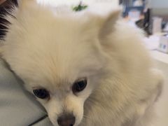 -美联众合动物医院·24h转诊中心