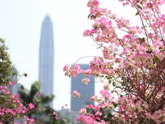 -莲花山公园