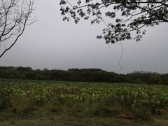 -盘龙城国家考古遗址公园