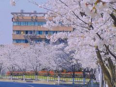 -高东镇樱花园