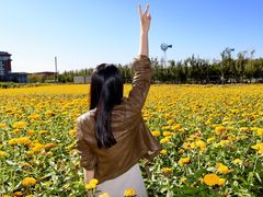 -莲花山花海