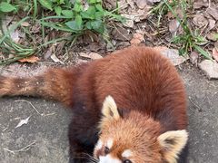 -合肥野生动物园