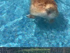 -汪说喵讲宠物乐园宠物酒店(红星美凯龙店)