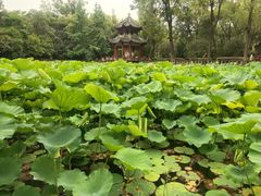 -房湖公园