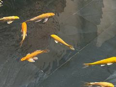 -觀芷隐轩
