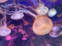 -上海海昌海洋公园