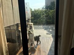 -上海崇明金茂凯悦酒店