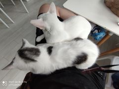 -喵的天空名猫咖啡馆·撸猫·猫舍·用品