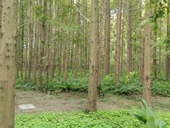 -黄海国家森林公园