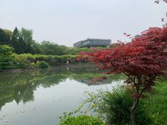 -嘉定紫藤园