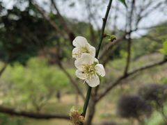 -广州市白云山风景名胜区