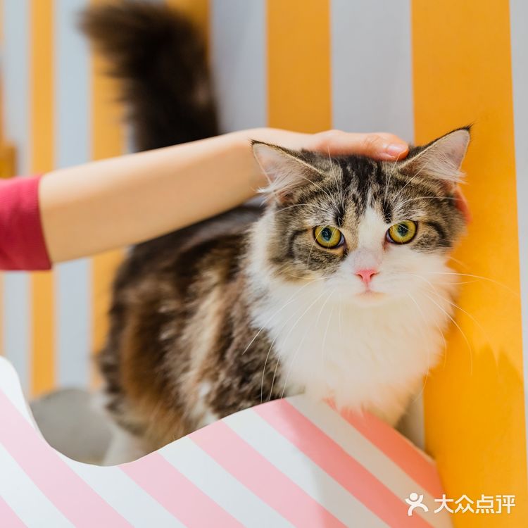 萌翻了！500m²的「猫咪游乐园」，30+只喵rua到手软！