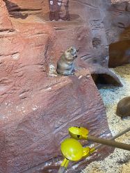 -奇幻萌宠部落(映月湖环宇城店)