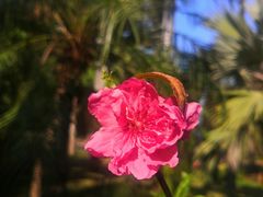 -深圳国际园林花卉博览园