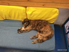 -Sirena海妖日咖夜酒