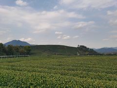 -龙坞茶村