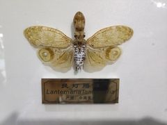-上海昆虫博物馆