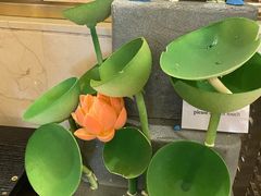 -宜昌富力皇冠假日酒店·咖啡1号西餐厅