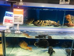 -盒马鲜生(岭南新世界店)