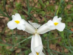 -上海鲜花港