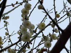 -香雪海