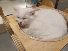 -飞行喵MR PILOT|猫舍·猫咖(静安大融城店)