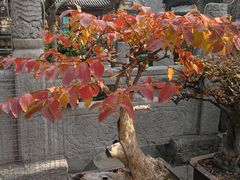 -大学习巷清真寺