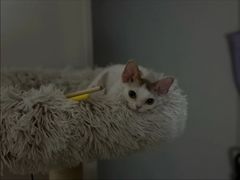 -山宅一喵德文卷毛猫舍