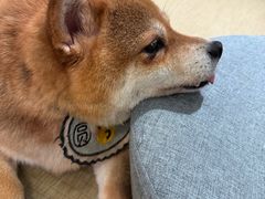 -逗柴咖啡屋·狗咖猫咖宠物桌游
