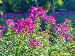 -北京国际鲜花港