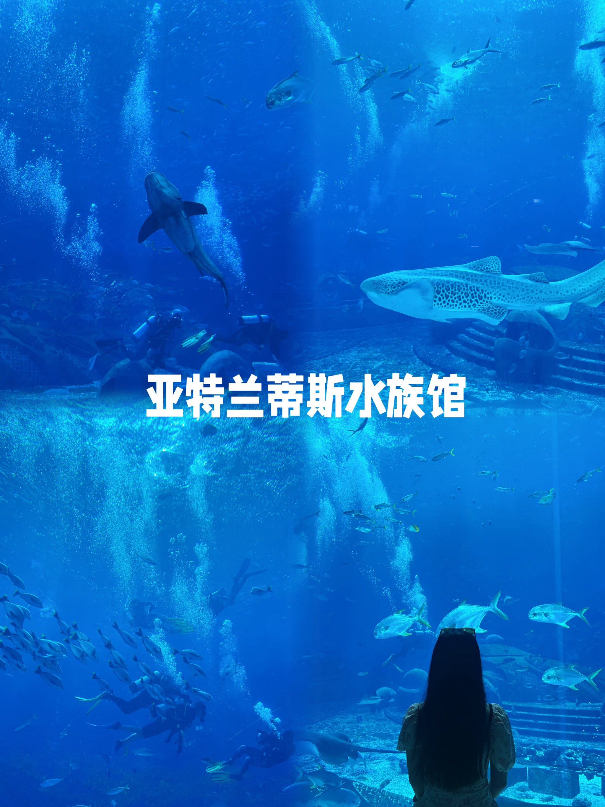 亚特兰蒂斯水族馆介绍图片