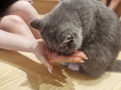 -啵啵喵·猫咖(攀华国际店)