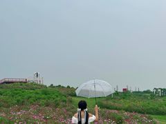 -空港花田景区