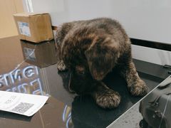 -瑞派康怡24h宠物医院·犬猫医疗中心·微创绝育(瑞景分院)
