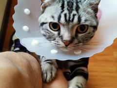 -纳吉亚猫专科动物医院·北北分院
