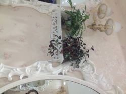 金思黛--审美造型-审美护肤造型