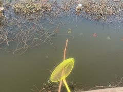 -同銮特种养殖场·龙虾垂钓