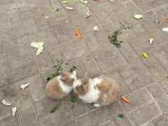 -保定市动物园