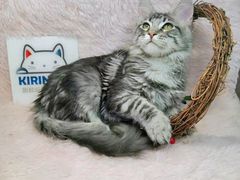 -十年猫舍·猫咪专门店(普陀店)