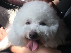 -八公叔叔宠物美容连锁(春申店)