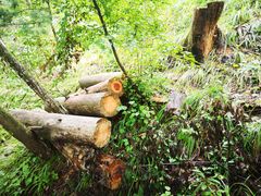 -陕西省红河谷森林公园