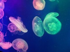 -成都浩海立方海洋公园