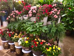 -秦美花卉(天朗·莱茵小城2期店)