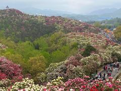 -贵州百里杜鹃风景名胜区