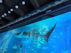 -烟台海昌鲸鲨海洋公园