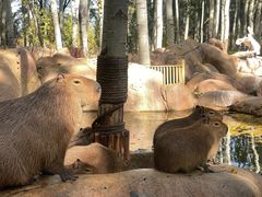 -北京野生动物园